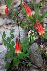Aquilegia elegantula