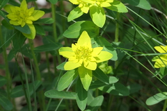 Euphorbia epithymoides
