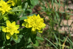 Euphorbia epithymoides