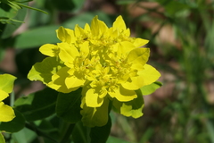 Euphorbia epithymoides