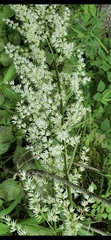 Stenanthium