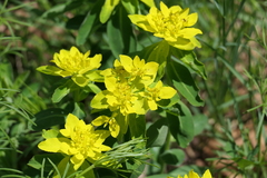 Euphorbia epithymoides