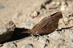 Libythea laius