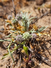 Eryngium pendletonense