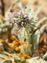 Eryngium pendletonense