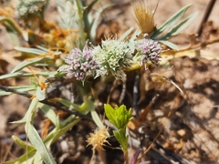 Eryngium pendletonense