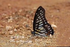 Graphium chironides