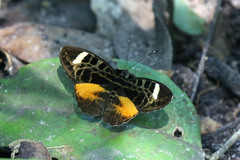 Catuna sikorana