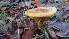 Austropaxillus