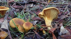 Austropaxillus