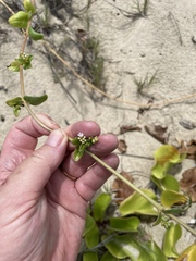 Boerhavia acutifolia