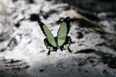 Papilio dardanus tibullus