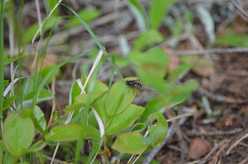 Confusing Conifer Fly photo 3