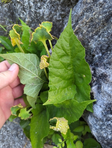 Image of Dorstenia contrajerva by no rights reserved
