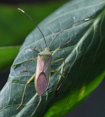 Homoeocerus graminis