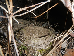 Turdus migratorius caurinus
