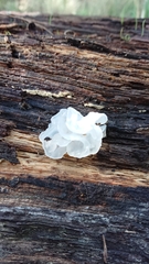 Tremella fuciformis image