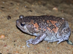 Uperodon taprobanicus