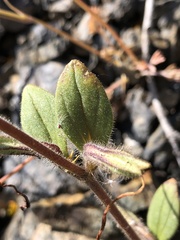 Diplacus kelloggii