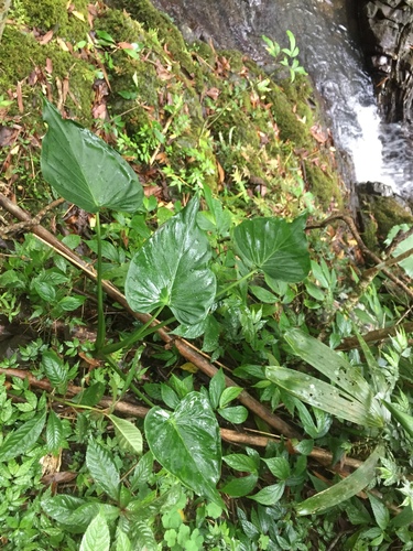 Alocasia cucullata iNat (1)