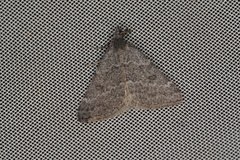 Dichromodes indicataria