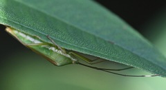 Homoeocerus graminis