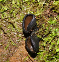 Urnula campylospora