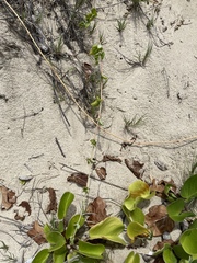 Boerhavia acutifolia