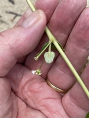 Boerhavia acutifolia