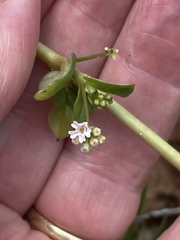 Boerhavia acutifolia