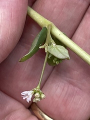 Boerhavia acutifolia