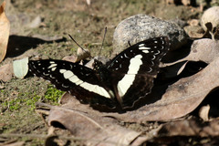 Euptera kinugnana