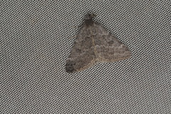 Dichromodes indicataria