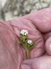 Boerhavia acutifolia