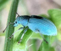 Phyllobius