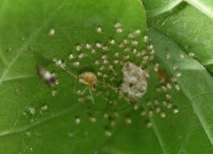 Chrysso lingchuanensis