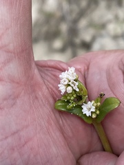 Boerhavia acutifolia