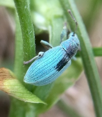 Phyllobius