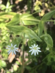Stellaria littoralis