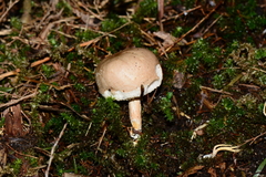 Fistulinella mollis