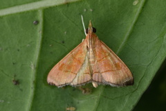 Hemiscopis sanguinea