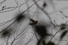 Saltator grandis