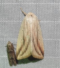 Amolita obliqua