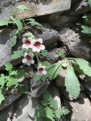 Rehmannia glutinosa