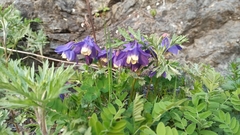Aquilegia amurensis