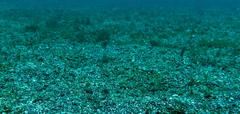 Heteroconger digueti