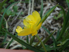 Ranunculus montanus