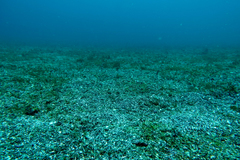 Heteroconger digueti