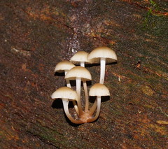 Mycena tuvara