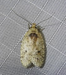 Agonopterix flavicomella